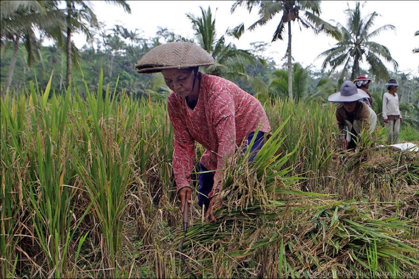 Balinese Rice fields Balinese Rice fields