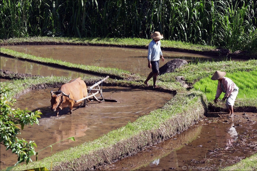 Balinese Rice fields Balinese Rice fields