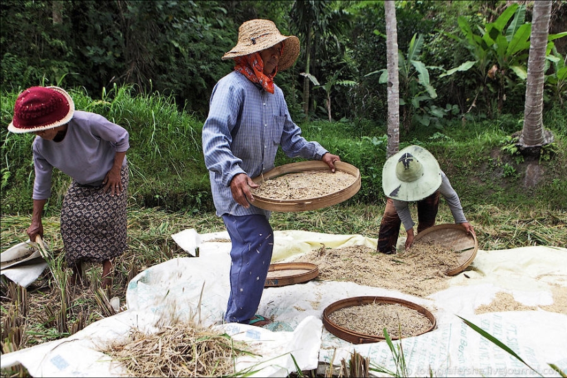 Balinese Rice fields Balinese Rice fields