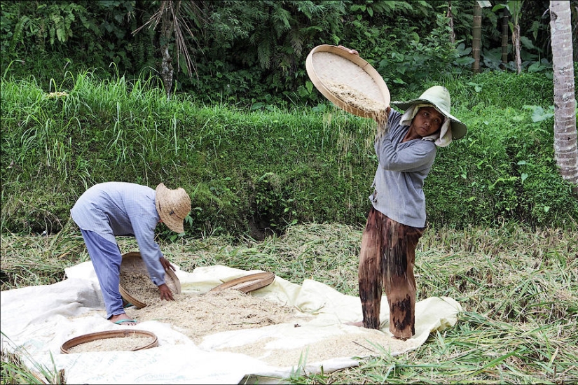 Balinese Rice fields Balinese Rice fields