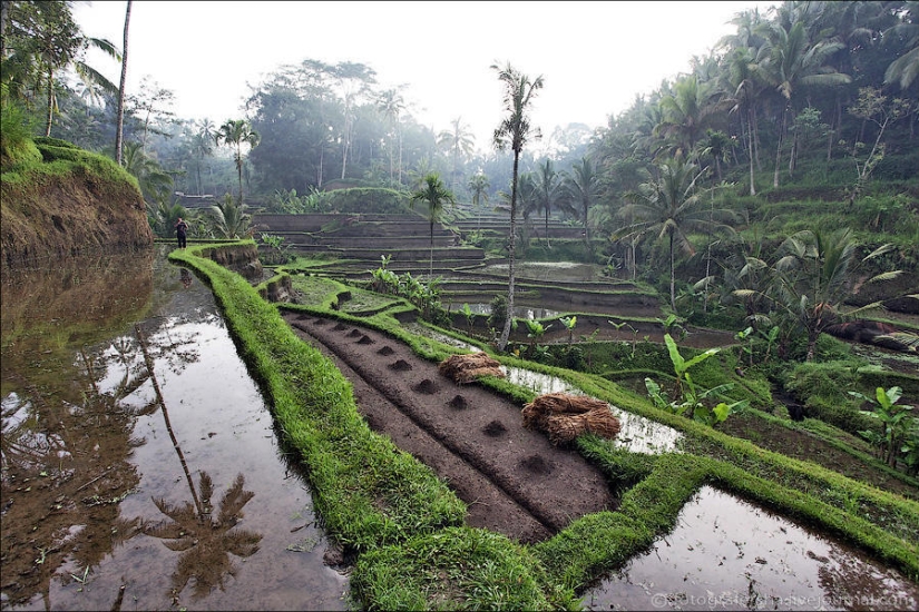 Balinese Rice fields Balinese Rice fields