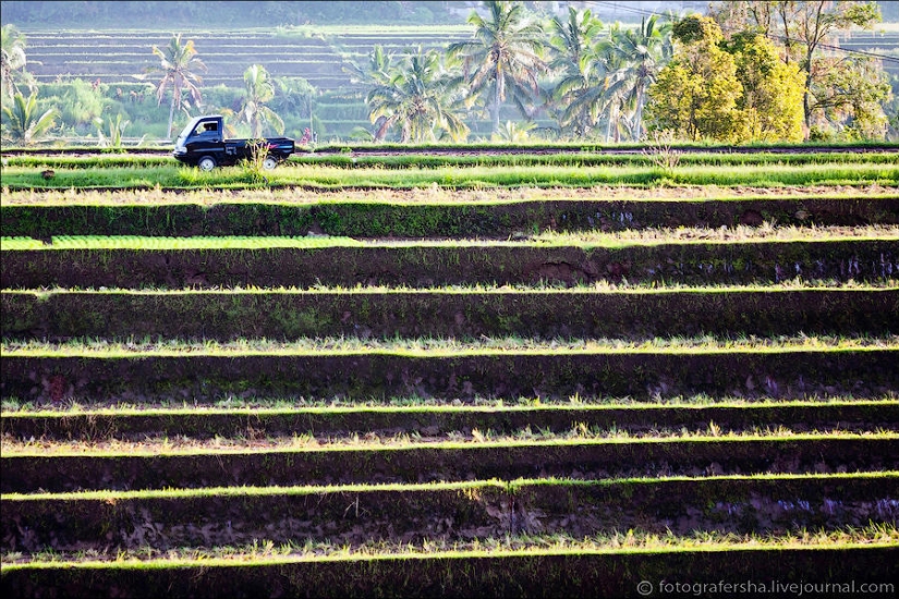 Balinese Rice fields Balinese Rice fields