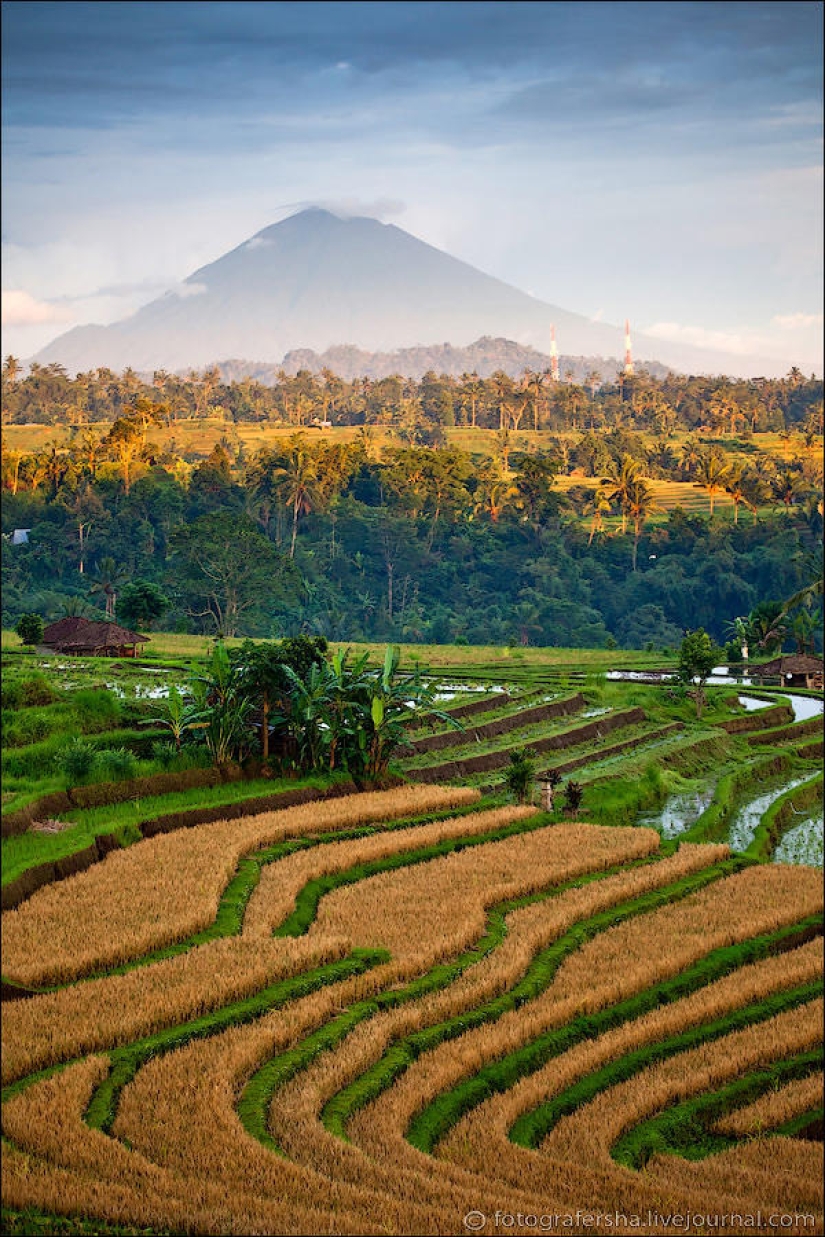 Balinese Rice fields Balinese Rice fields