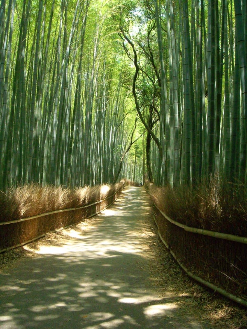 Bamboo corridor at the foot of the mountain in Kyoto Bamboo corridor at the foot of the mountain in Kyoto