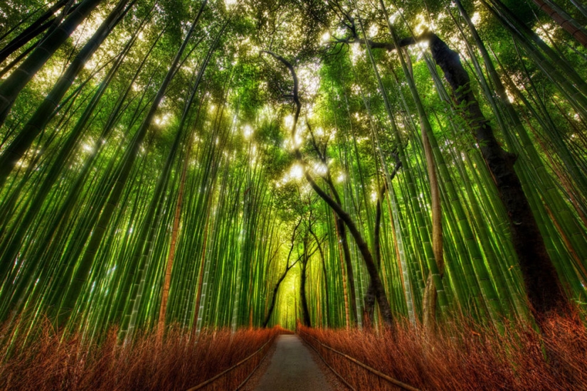 Bamboo corridor at the foot of the mountain in Kyoto Bamboo corridor at the foot of the mountain in Kyoto
