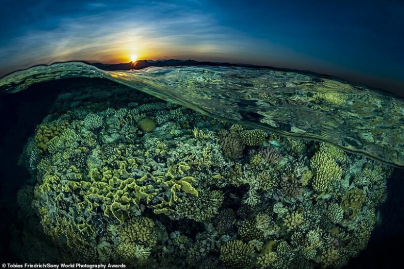 Bazooka hands and other pictures from the Sony World Photography Award 2020 shortlist