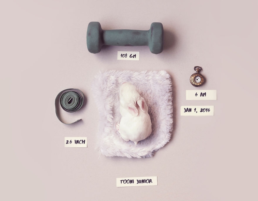 Be careful, the mimeter gap: a photo shoot of a newborn rabbit