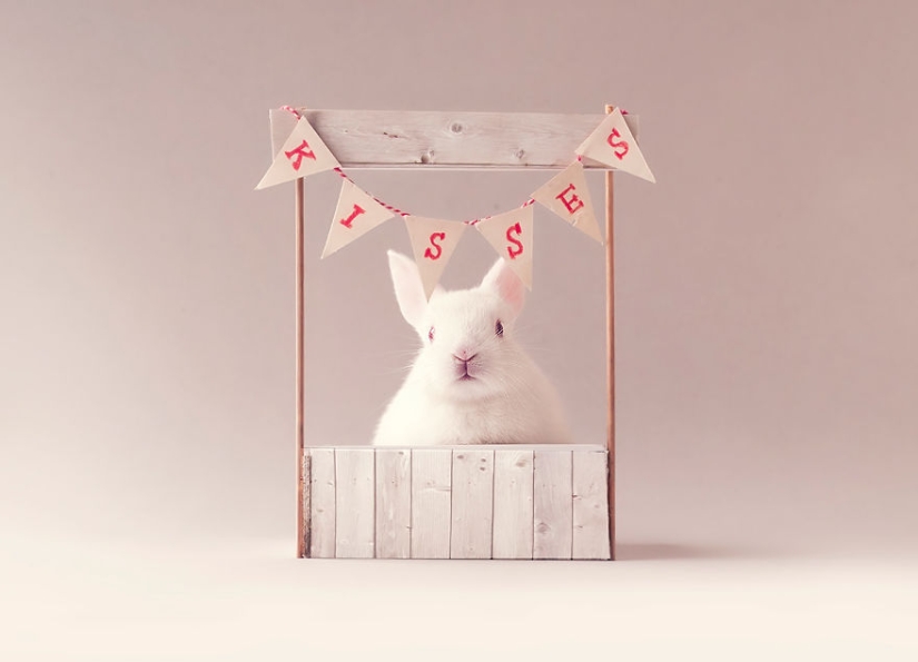 Be careful, the mimeter gap: a photo shoot of a newborn rabbit