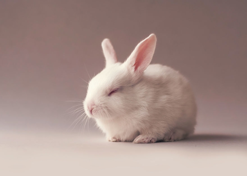 Be careful, the mimeter gap: a photo shoot of a newborn rabbit