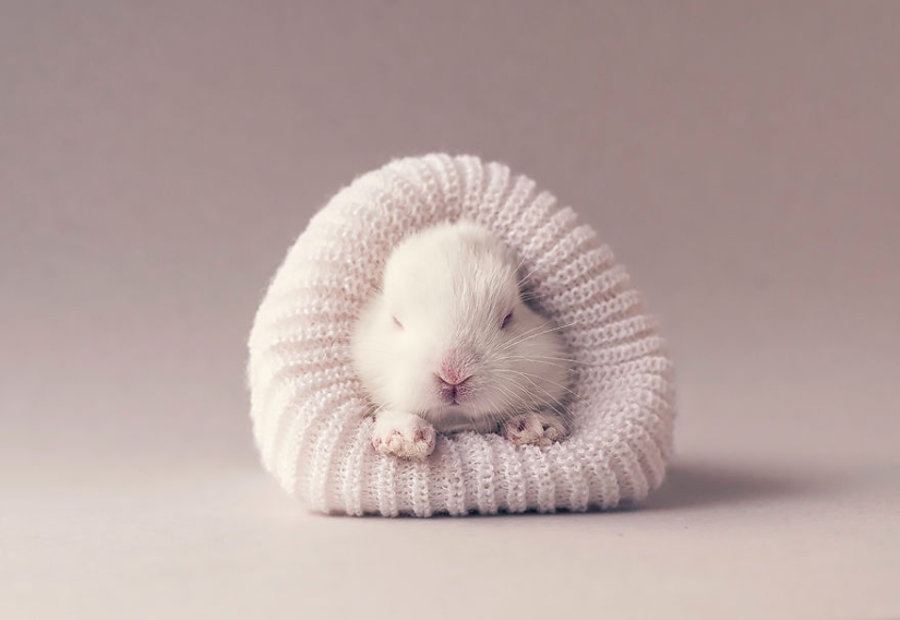 Be careful, the mimeter gap: a photo shoot of a newborn rabbit