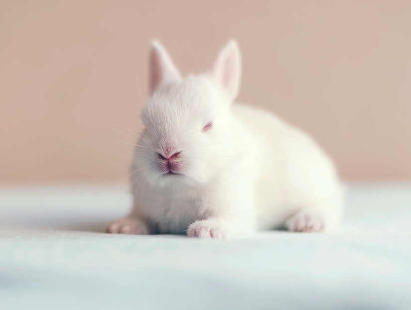 Be careful, the mimeter gap: a photo shoot of a newborn rabbit