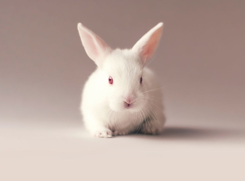 Be careful, the mimeter gap: a photo shoot of a newborn rabbit