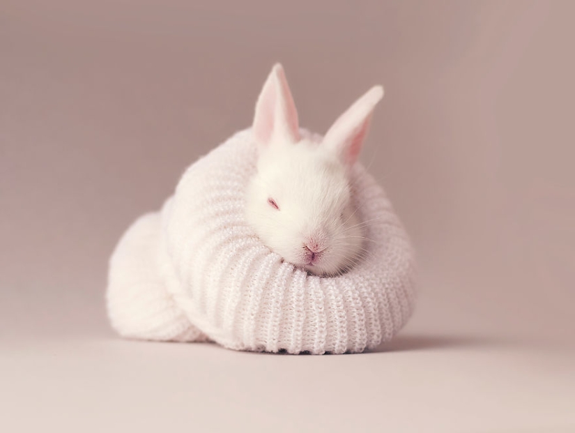 Be careful, the mimeter gap: a photo shoot of a newborn rabbit