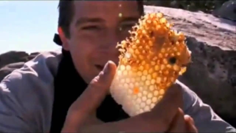 Bear Grylls estuvo al borde de la vida o la muerte durante el rodaje de nuevos episodios del programa Bear Grylls estuvo al borde de la vida o la muerte durante el rodaje de nuevos episodios del programa