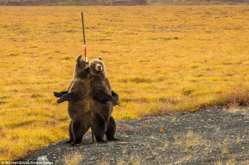 Bears rub their backs: grizzlies found the perfect post on the side of the road to scratch