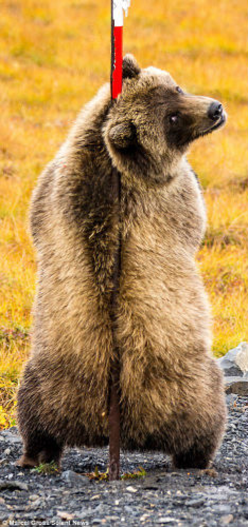Bears rub their backs: grizzlies found the perfect post on the side of the road to scratch