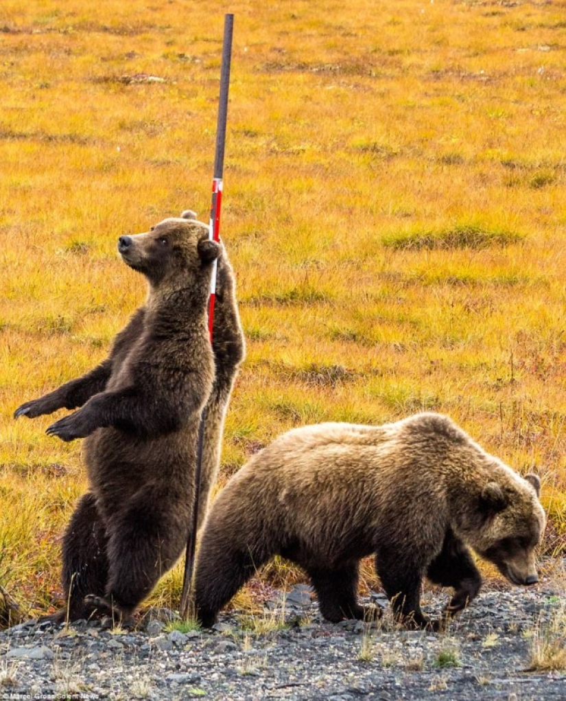Bears rub their backs: grizzlies found the perfect post on the side of the road to scratch