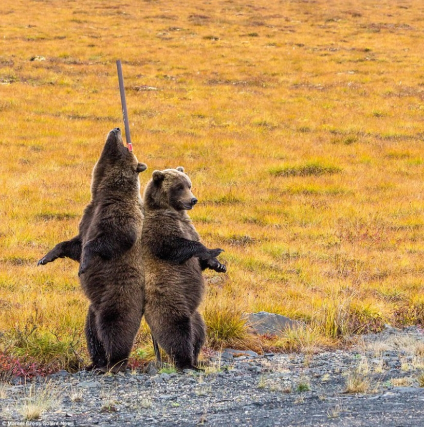 Bears rub their backs: grizzlies found the perfect post on the side of the road to scratch