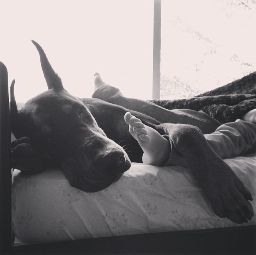 Beauty and the Beast: the amazing friendship of a tiny girl with a giant Doberman