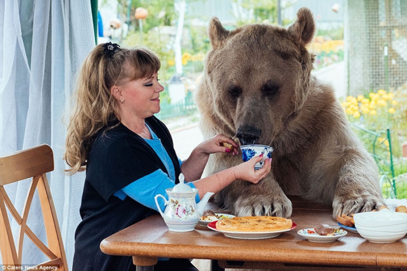Big, plush, yours: the story of Stepan the bear, who lives in a Russian family