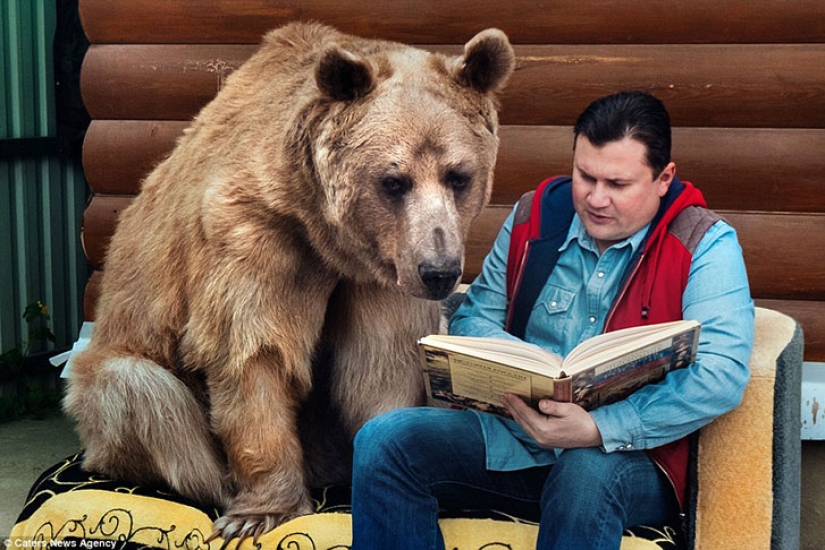 Big, plush, yours: the story of Stepan the bear, who lives in a Russian family