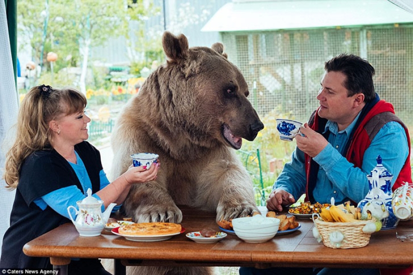 Big, plush, yours: the story of Stepan the bear, who lives in a Russian family