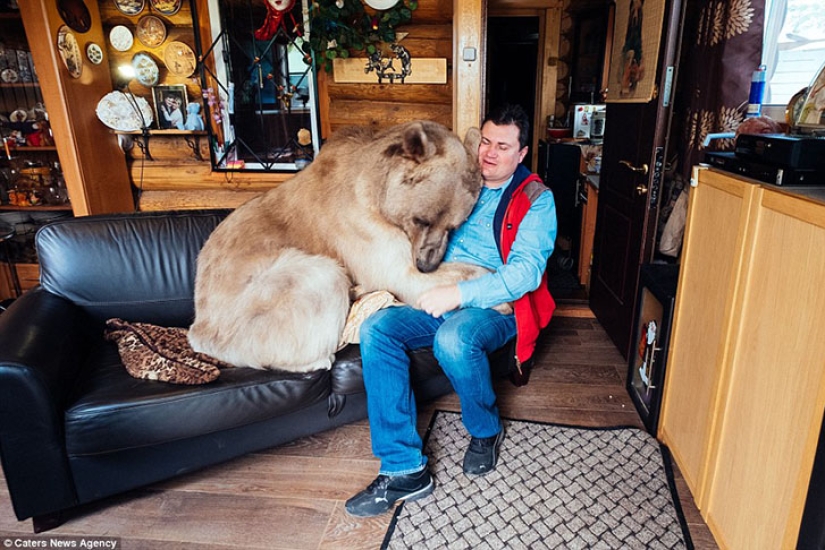Big, plush, yours: the story of Stepan the bear, who lives in a Russian family