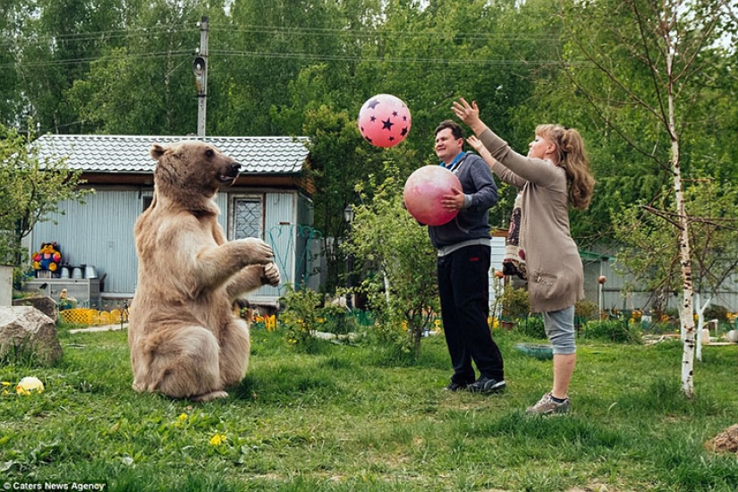 Big, plush, yours: the story of Stepan the bear, who lives in a Russian family
