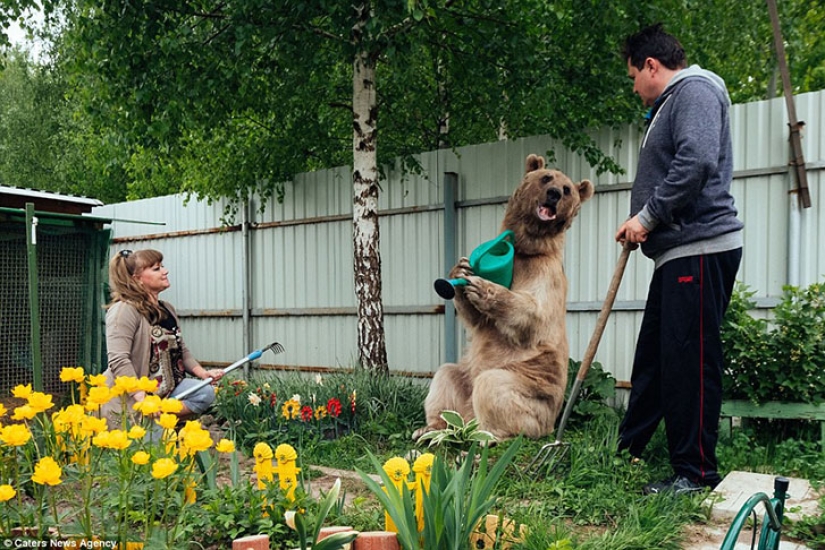 Big, plush, yours: the story of Stepan the bear, who lives in a Russian family