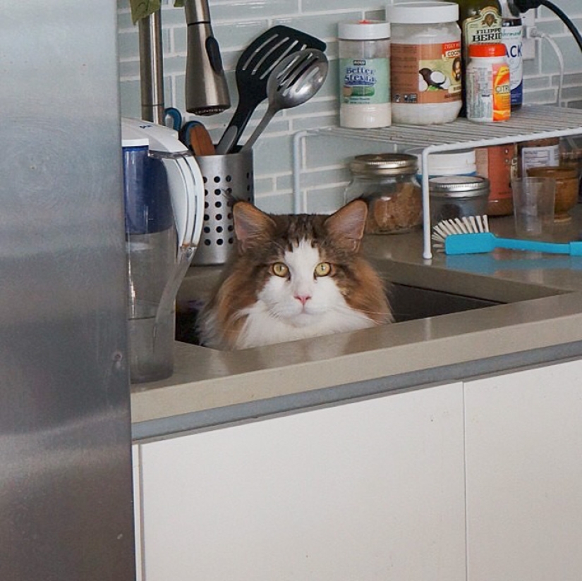 Biggest cat in New York