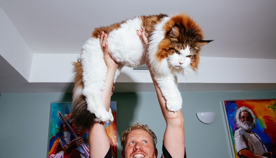 Biggest cat in New York