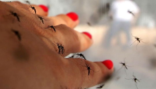 Bill Gates donated $4 million to create killer mosquitoes