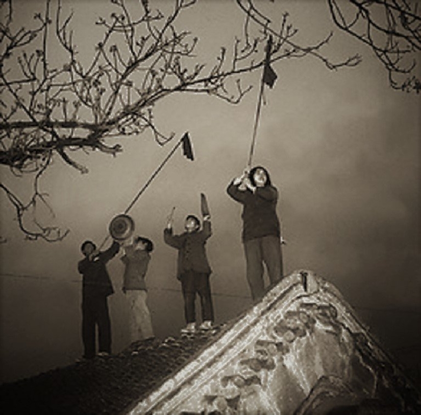 Bird genocide: how nature took revenge on the Chinese for the extermination of sparrows