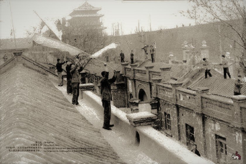 Bird genocide: how nature took revenge on the Chinese for the extermination of sparrows