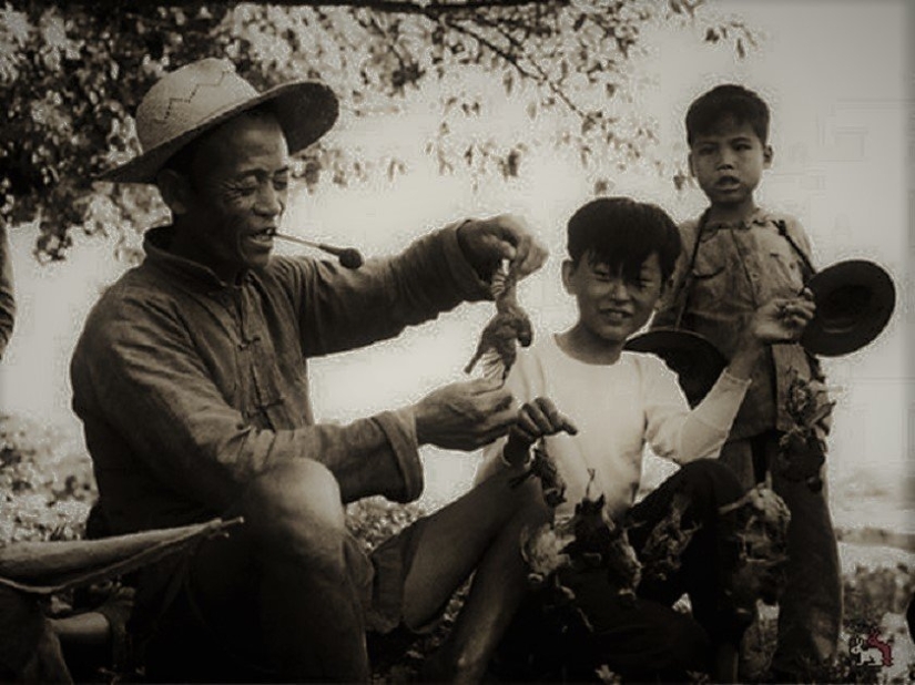 Bird genocide: how nature took revenge on the Chinese for the extermination of sparrows