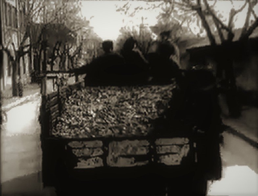 Bird genocide: how nature took revenge on the Chinese for the extermination of sparrows