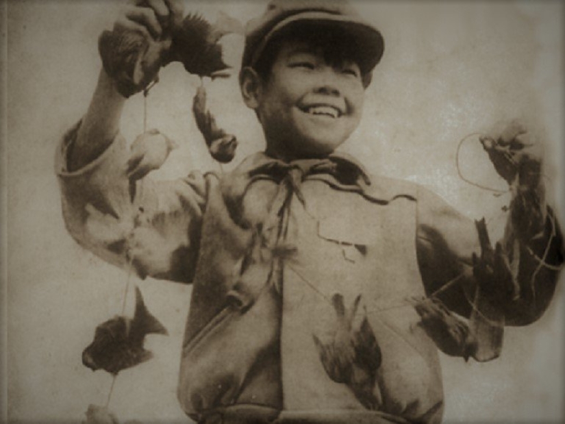 Bird genocide: how nature took revenge on the Chinese for the extermination of sparrows