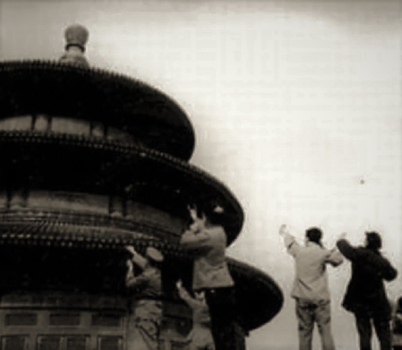 Bird genocide: how nature took revenge on the Chinese for the extermination of sparrows