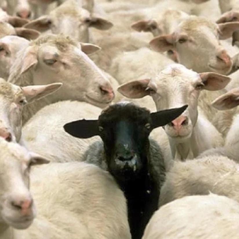 "Black Sheep": how Tom Hanks' son became a black sheep in the star family