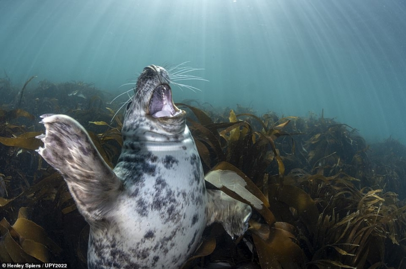 Bodybuilder Turtle, Creepy US Navy Shipwreck and Shattered Fish in Scotland: Incredible Winners of Underwater Photographer of the Year 2022 Bodybuilder Turtle, Creepy US Navy Shipwreck and Shattered Fish in Scotland: Incredible Winners of Underwater Photographer of the Year 2022