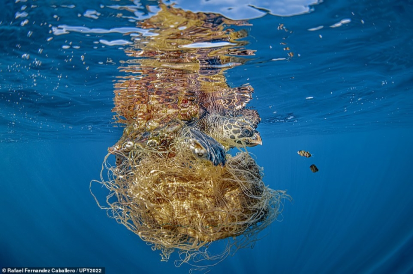 Bodybuilder Turtle, Creepy US Navy Shipwreck and Shattered Fish in Scotland: Incredible Winners of Underwater Photographer of the Year 2022 Bodybuilder Turtle, Creepy US Navy Shipwreck and Shattered Fish in Scotland: Incredible Winners of Underwater Photographer of the Year 2022