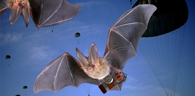 Bomba gay y otros proyectos militares más absurdos Bomba gay y otros proyectos militares más absurdos