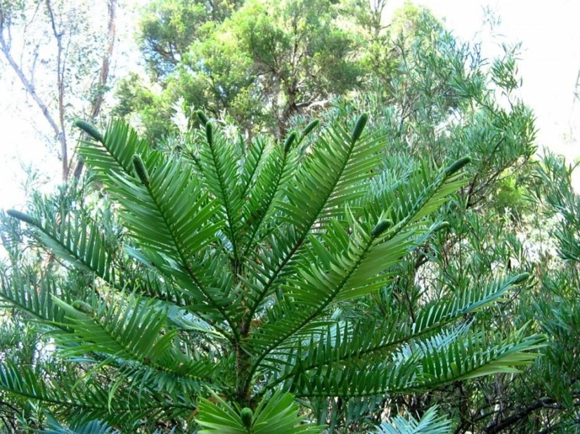 ¡Bosques de otro planeta!