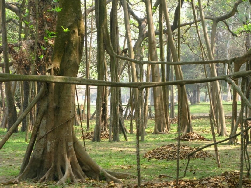 ¡Bosques de otro planeta!