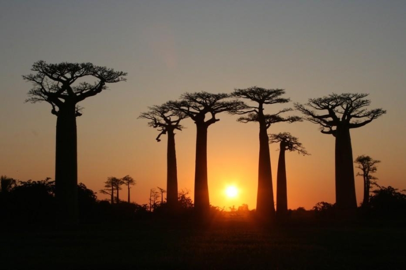¡Bosques de otro planeta!