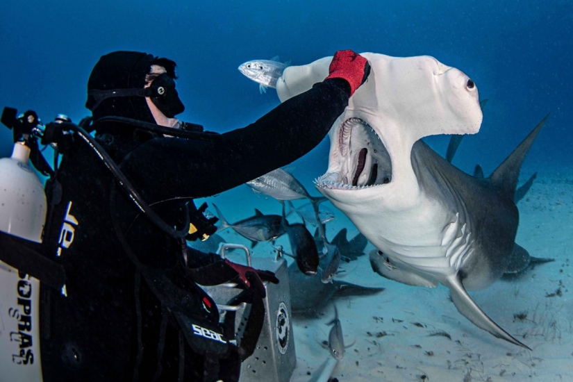 Brave divers feed a giant hammerhead shark, one of the most aggressive marine predators Brave divers feed a giant hammerhead shark, one of the most aggressive marine predators