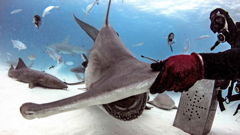 Brave divers feed a giant hammerhead shark, one of the most aggressive marine predators Brave divers feed a giant hammerhead shark, one of the most aggressive marine predators