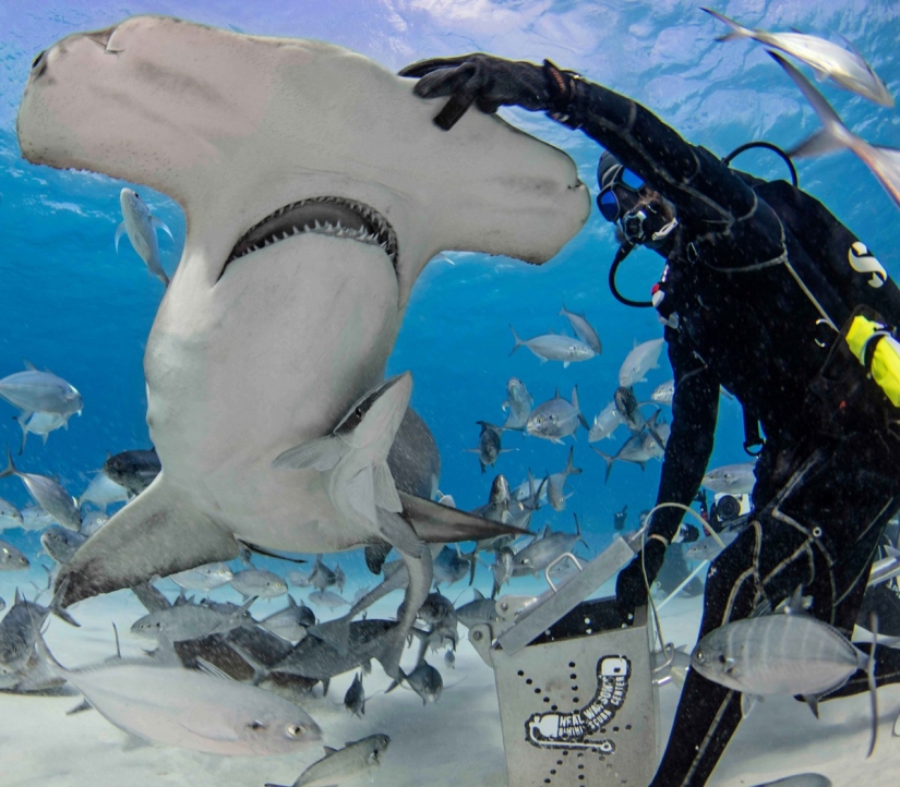 Brave divers feed a giant hammerhead shark, one of the most aggressive marine predators Brave divers feed a giant hammerhead shark, one of the most aggressive marine predators