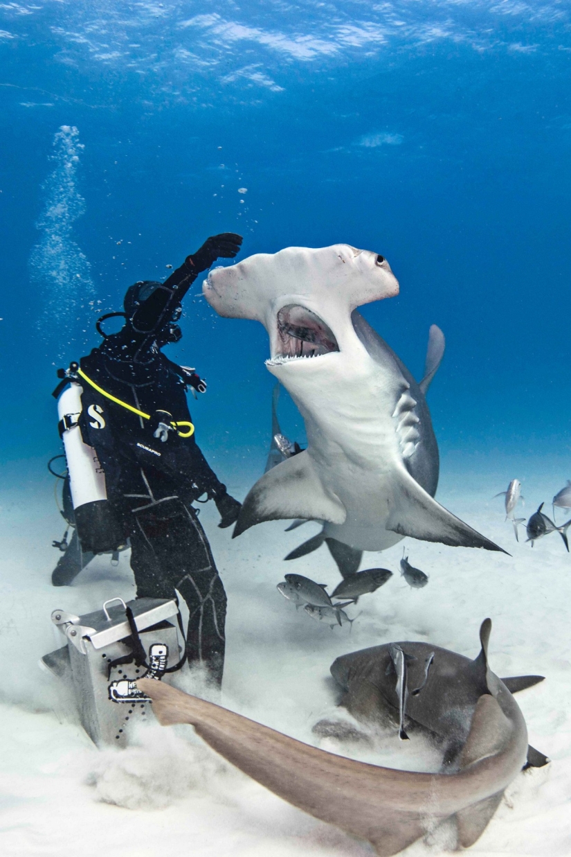 Brave divers feed a giant hammerhead shark, one of the most aggressive marine predators Brave divers feed a giant hammerhead shark, one of the most aggressive marine predators