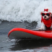 Brave dogs surfers